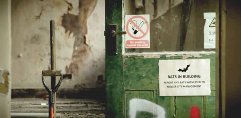 Bats in Building