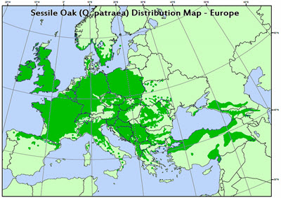 Part 3 - Q Petraea Map Europe 2