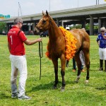 Polo 21 MVP Horse with Garland of Bungs