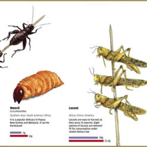 Edibile Insect Cocktails