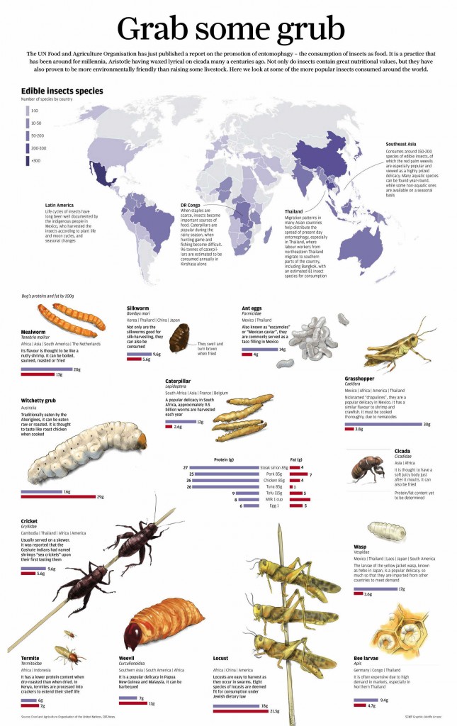 Grab Some Grubs Edibile Insects Infographic