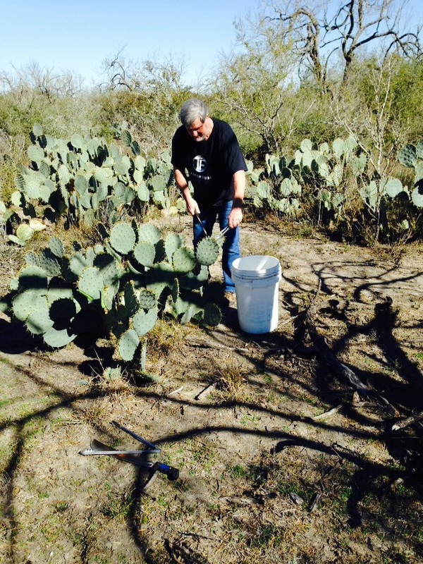 Hill Country Distillers - Spirits, Texas Prickly Pear Cactus Spirits, Cactus Cutting