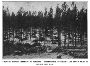 Showing modern methods of forestry, conservation, lumbering and brush piled to lessen fire risk