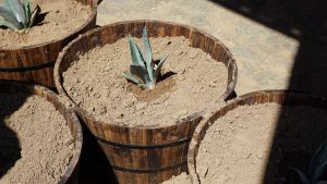 Jeptha Creed Distillery - Agave Tequila Plants 1000