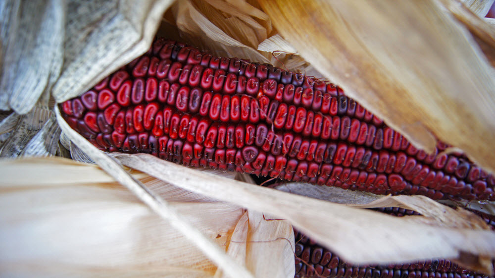 Jeptha Creed Distillery - Bloody Butcher Corn