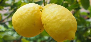 Ventura Limoncello - Lemon Tree