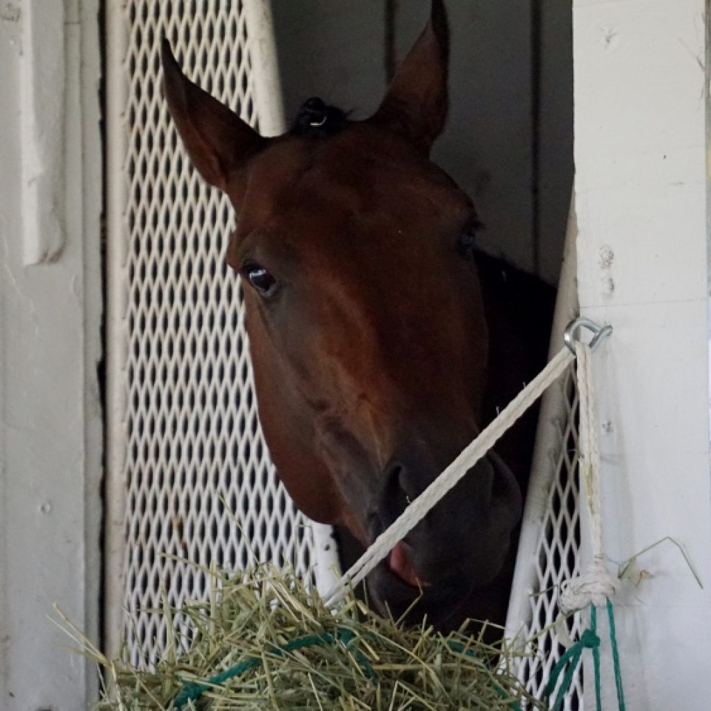 Nyquist in Stall