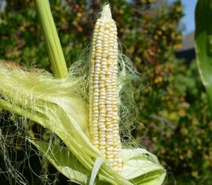 Boone County White Corn