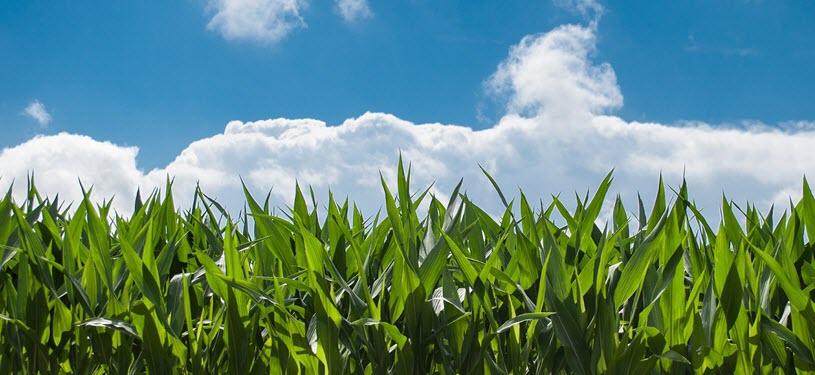 Corn Field