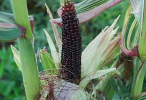 Japonica Striped Corn