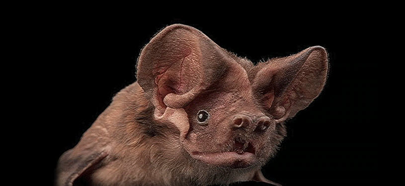 The Bacardi Bat