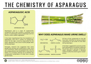 The Chemistry of Asparagus - Why Does Your Pee Smell