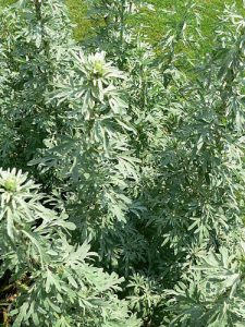 Artemisia absinthium aka Grand Wormwood