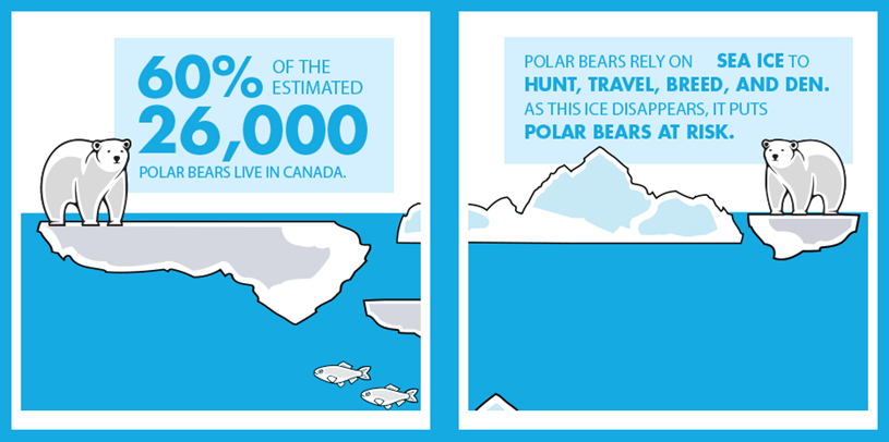 Polar Bear Facts and Figures