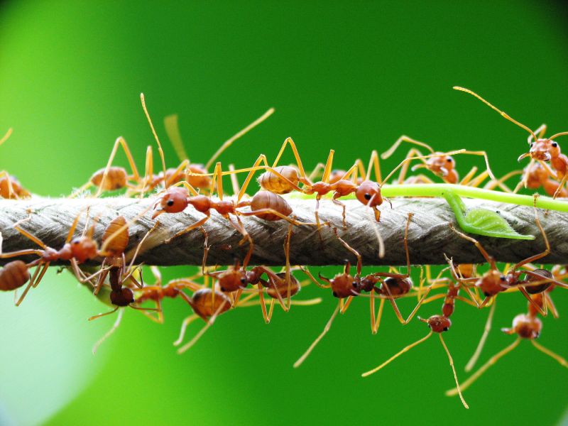 Weaver Ants - Oecophylla Smaragdina