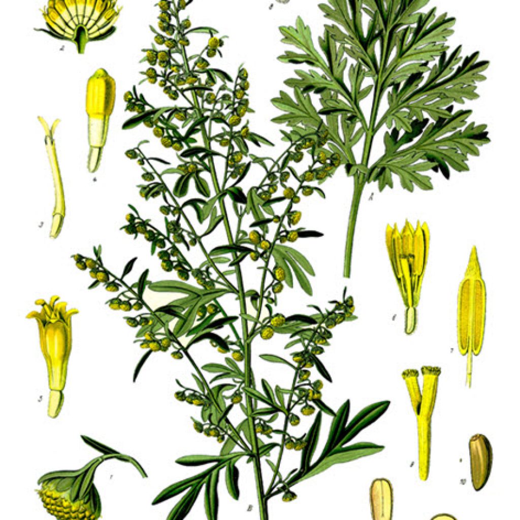 Absinthe Ingredient - Grande Wormwood - Artemisia absinthium Köhler–s_Medizinal-Pflanzen-164