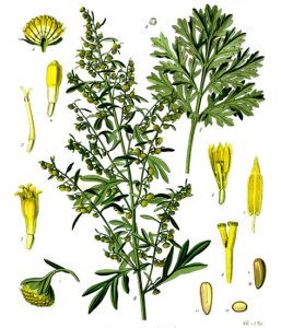 Absinthe Ingredient - Grande Wormwood - Artemisia absinthium Köhler–s_Medizinal-Pflanzen-164