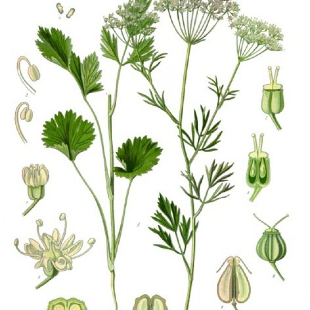 Absinthe Ingredient - Green Anise, Koehler1887 - PimpinellaAnisum