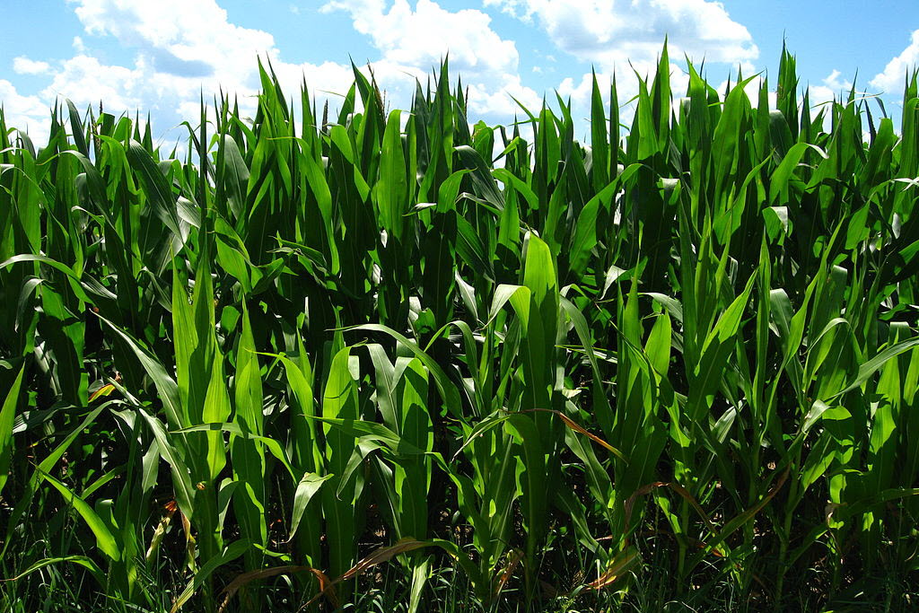 Brooks Grain - Distillers Corn