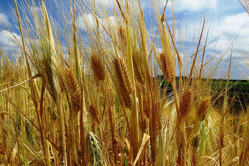 Brooks Grain - Distillers Spring Barley