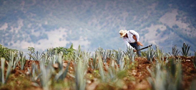 Luxco Agave Fields