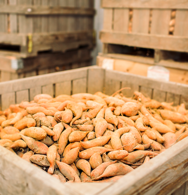 Nauti Spirits Distillery - Farm Raised Sweet Potatos