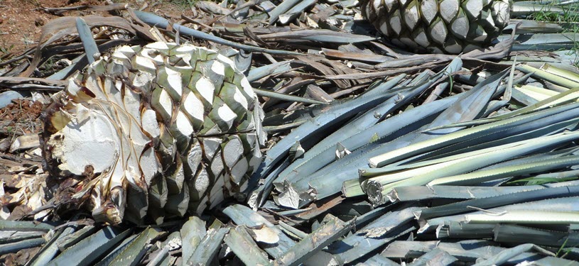 Agave Plant Growing in Field