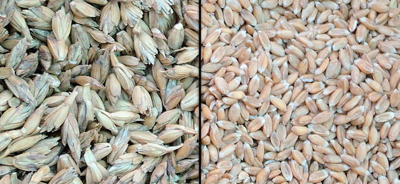 Spelt Wheat Grain - With and without husks