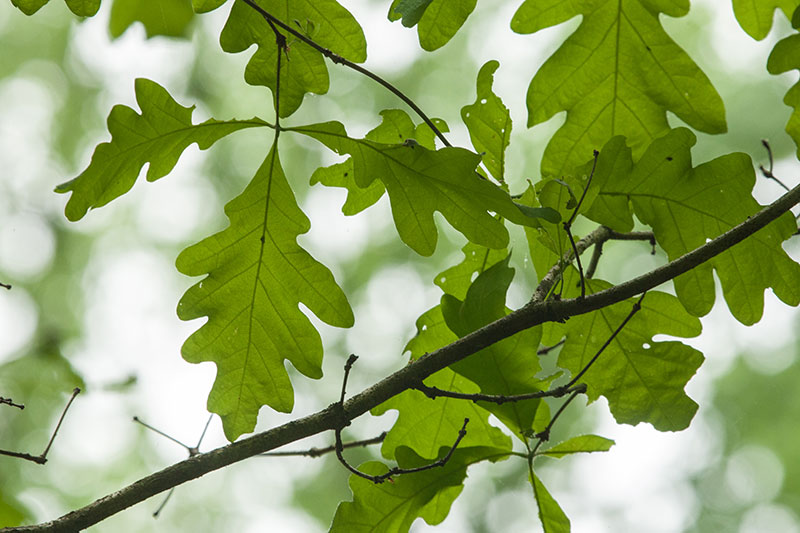 White Oak Tree