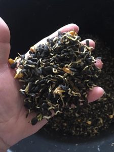 Dalton Distillery - Malted Sunflower Seeds