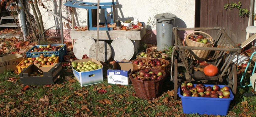 Apple and Pear Tree Orchard Harvest