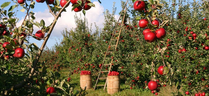Apple Tree Orchard Harvest