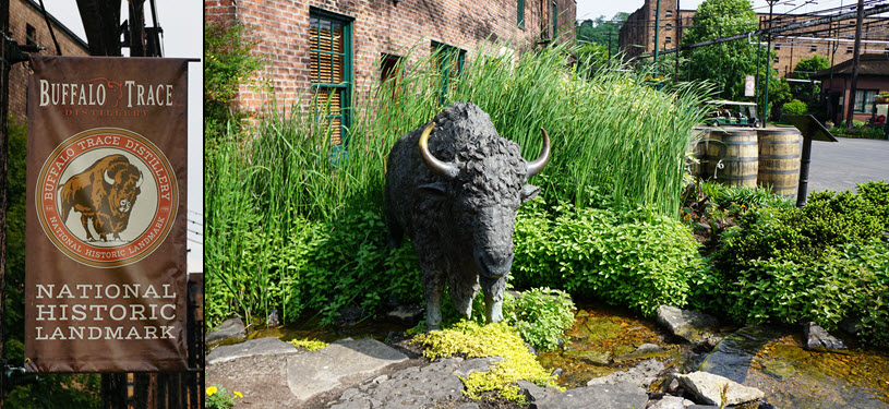 Buffalo Trace Distillery - National Historic Landmark, Buffalo in Front of Visitor Center