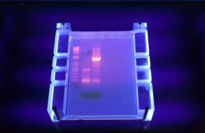 What is a Yeast Jug - Discovering a Link to Bourbons Past, Yeast DNA