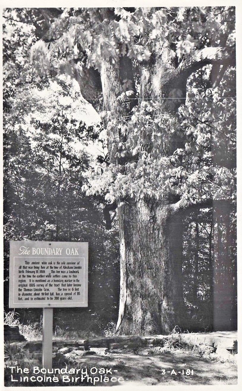 Boundary Oak Tree - Post Card