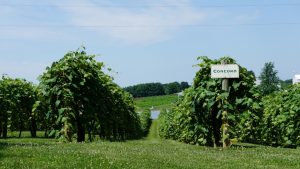 Huber’s Orchard and Winery - Celebrating 175 Year Anniversary - Concord Grape FIeld