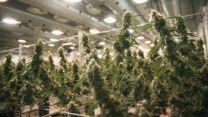 Constellation Brands - Closes on Invesment with Canopy Growth Corp., Products Dried Flowers