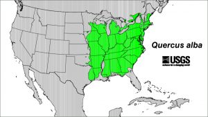 What States Produce the American White Oak Used for Bourbon Whiskey Barrels