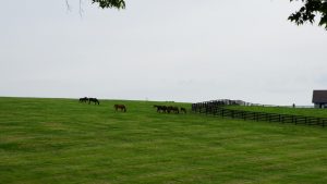 Woodford Reserve Distillery - Thoroughbred Horses in the Field