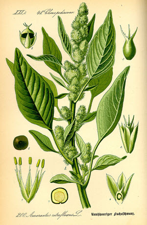 Amaranthus.