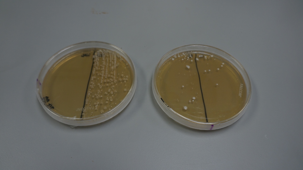 Ferm Solutions - Bacteria Samples