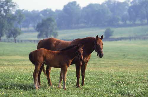 Kentucky - The Bluegrass State