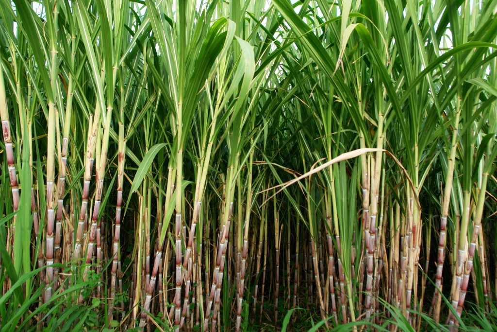 Moonshine University - 5-Day Rum Course, Sugar Cane Field