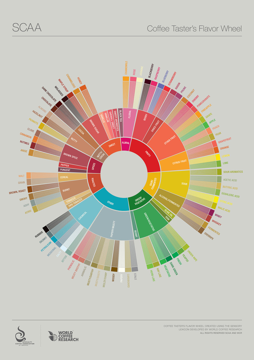 SCAA Coffee Taster's Flavor Wheel INFOGRAPHIC.jpg