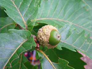 Mizunara Oak - A green acorn of Quercus crispula, 学名