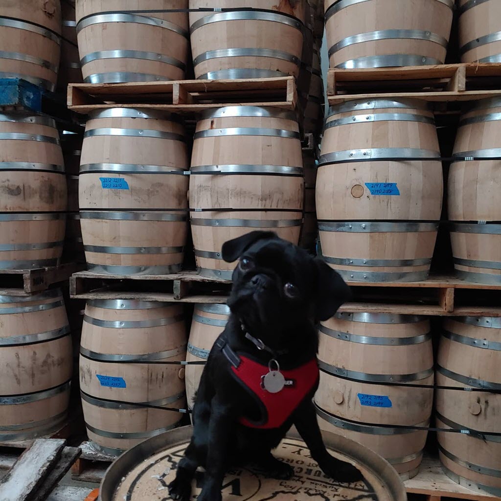 Catoctin Creek Distillery - Meet Otto the Distillery Pug