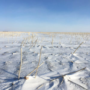 Far North Spirits - Rye planted in the previous year’s canola stubble, over-winters under a bed of snow.