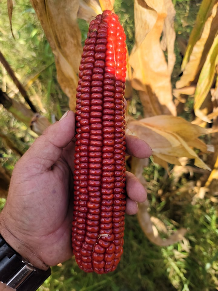 Spirits of French Lick - Home Grown Hybrid Corn Named Elise