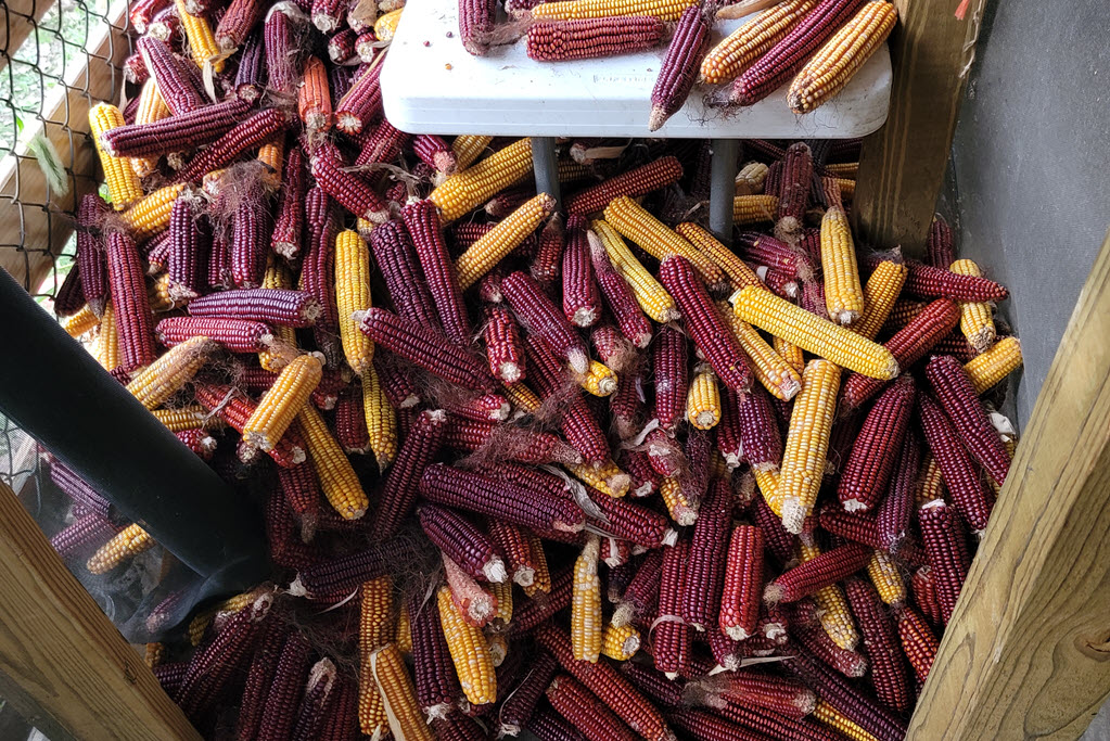 Spirits of French Lick - Home Grown Hybrid Corn Named Elise, Harvest Time
