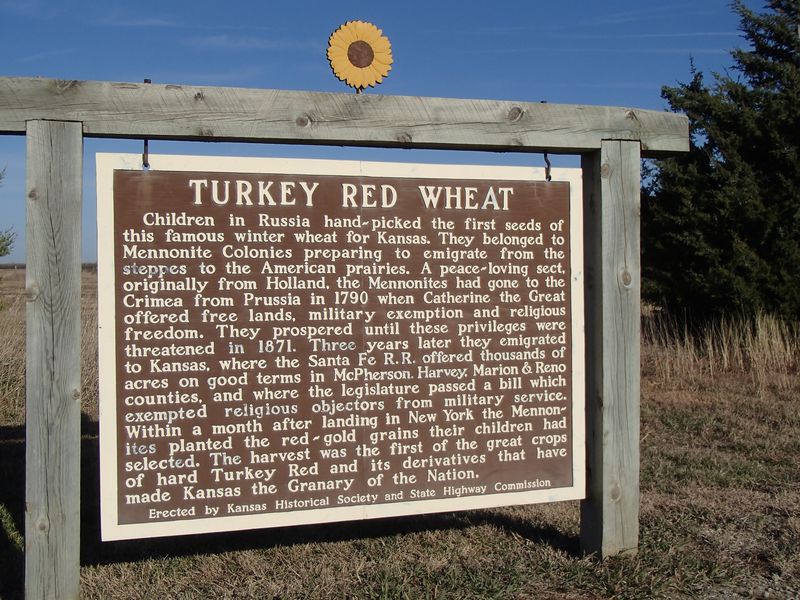 Turkey Red Wheat